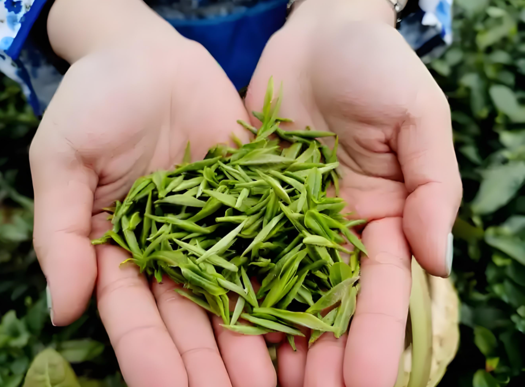 茶葉.png